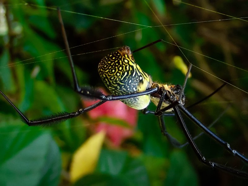 Araneus diadematus паук