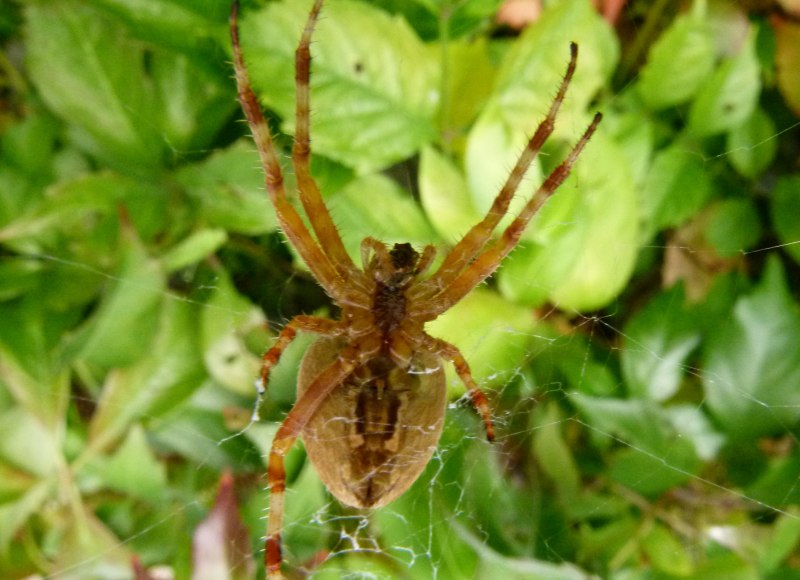 Araneus Spider паук Spider