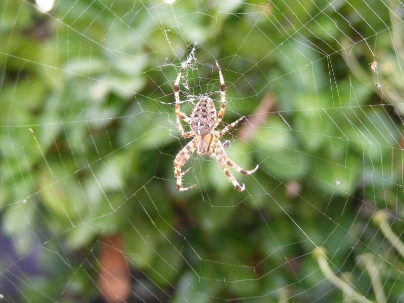 Araneus diadematus паук крестовик