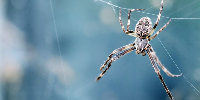 Araneus diadematus - крестовик