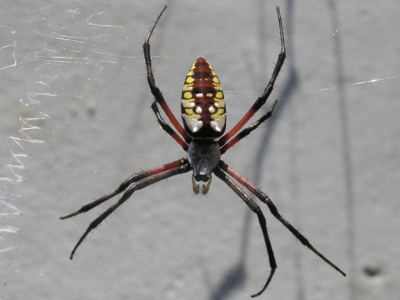 Araneus diadematus паук