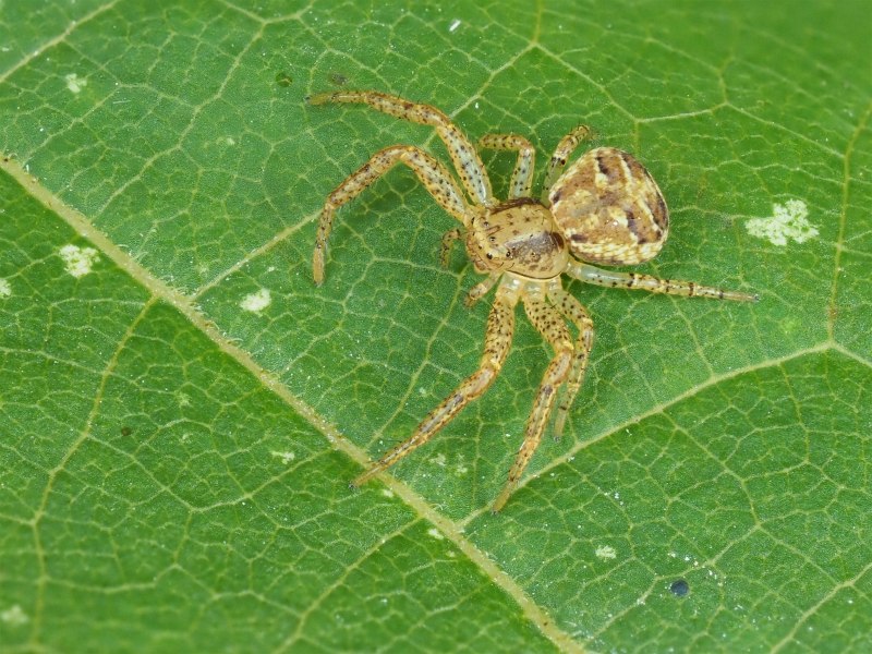Садовый паук (Araneus diadematus