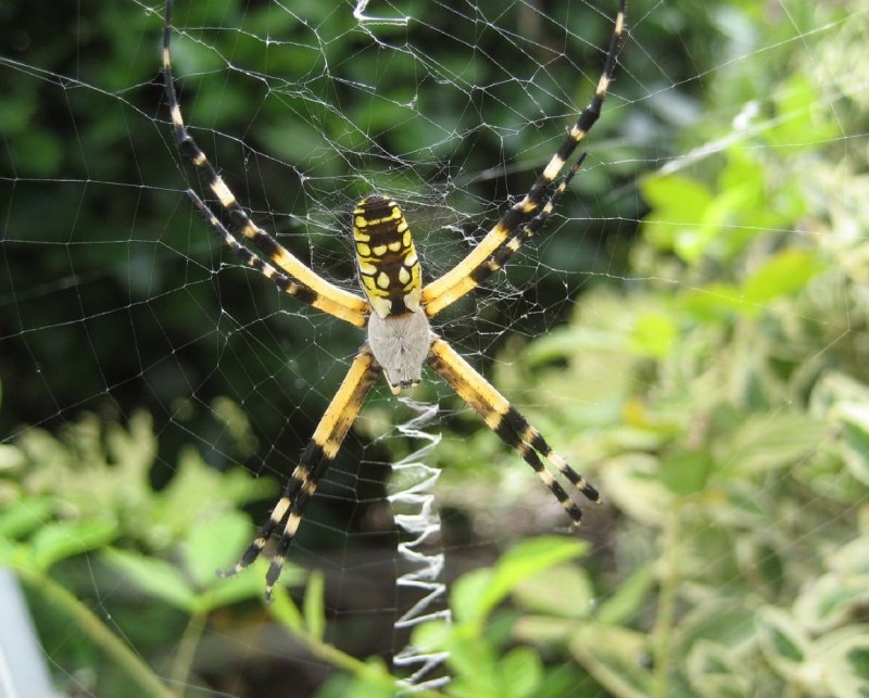 Orbweaver паук