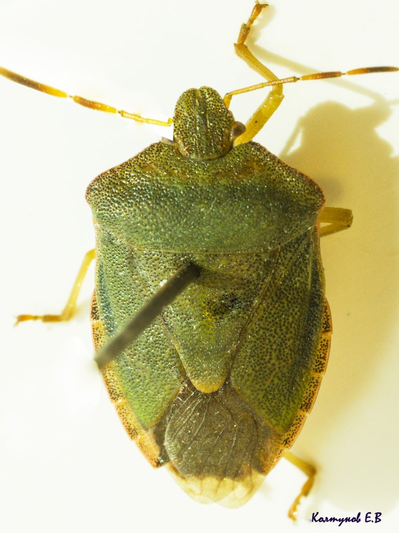 Palomena prasina