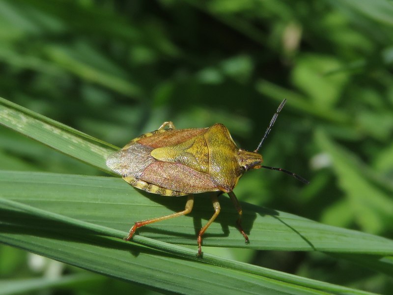 Dolycoris baccarum - щитник ягодный
