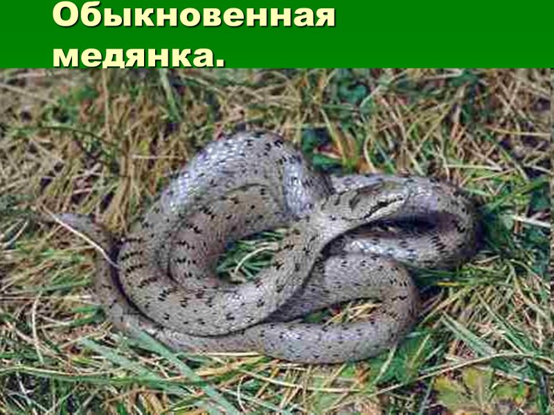 Безногая ящерица веретеница медянка