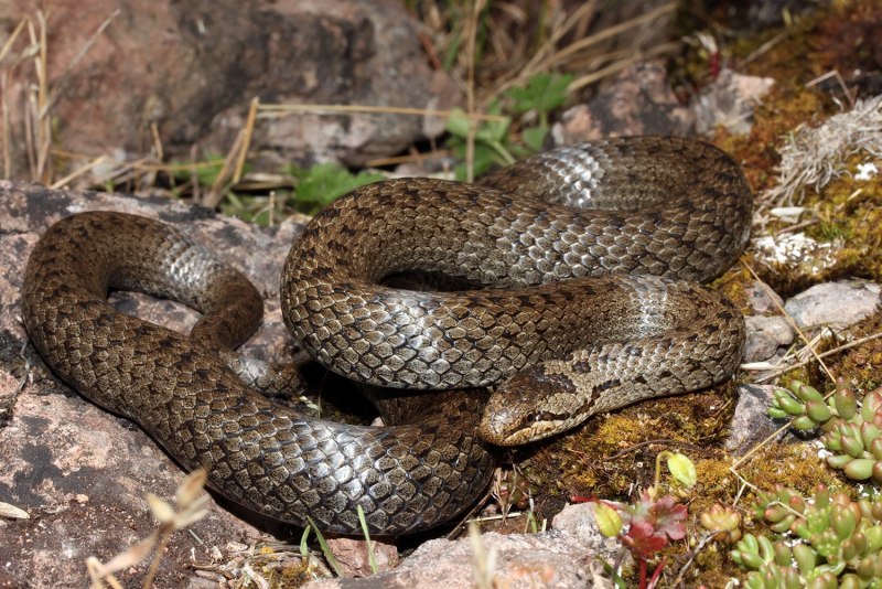 Обыкновенная медянка (Coronella austriaca Laurenti)