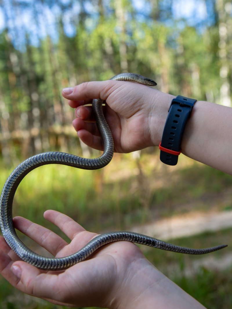 Обыкновенная гадюка (Vipera berus)