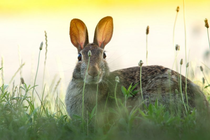 Заяц Русак (Lepus europaeus)
