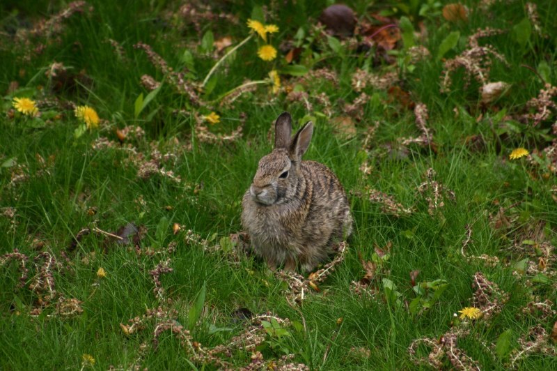 Заяц Русак (Lepus europaeus)