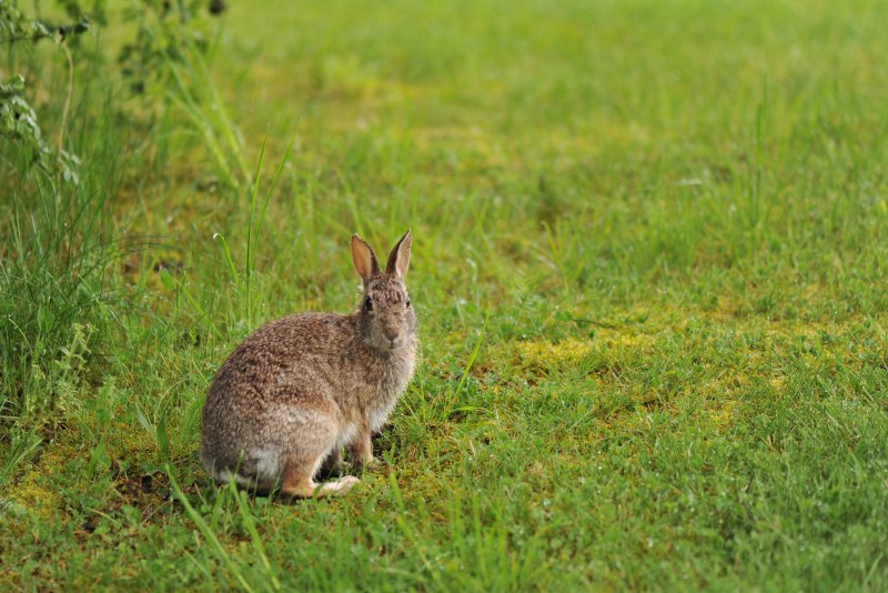 Заяц-Русак (лат. Lepus europaeus)
