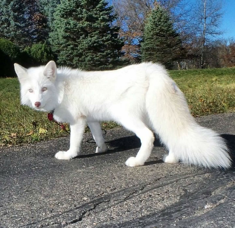 Мраморная лиса (Marble Fox)