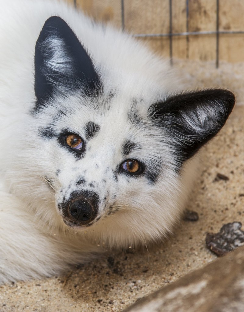 Мраморная лиса (Marble Fox)