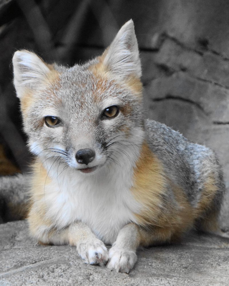 Мраморная лиса (Marble Fox)