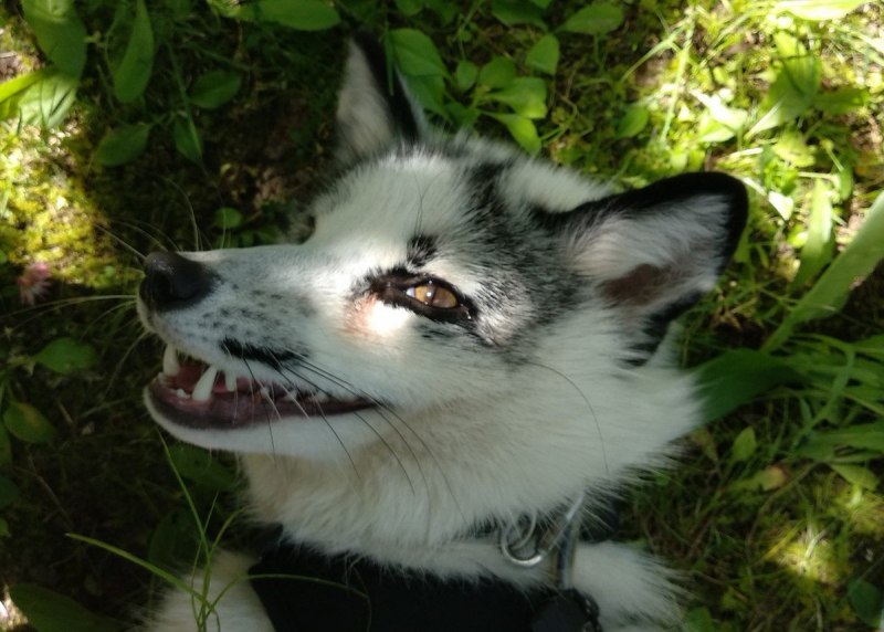 Мраморная лиса (Marble Fox)
