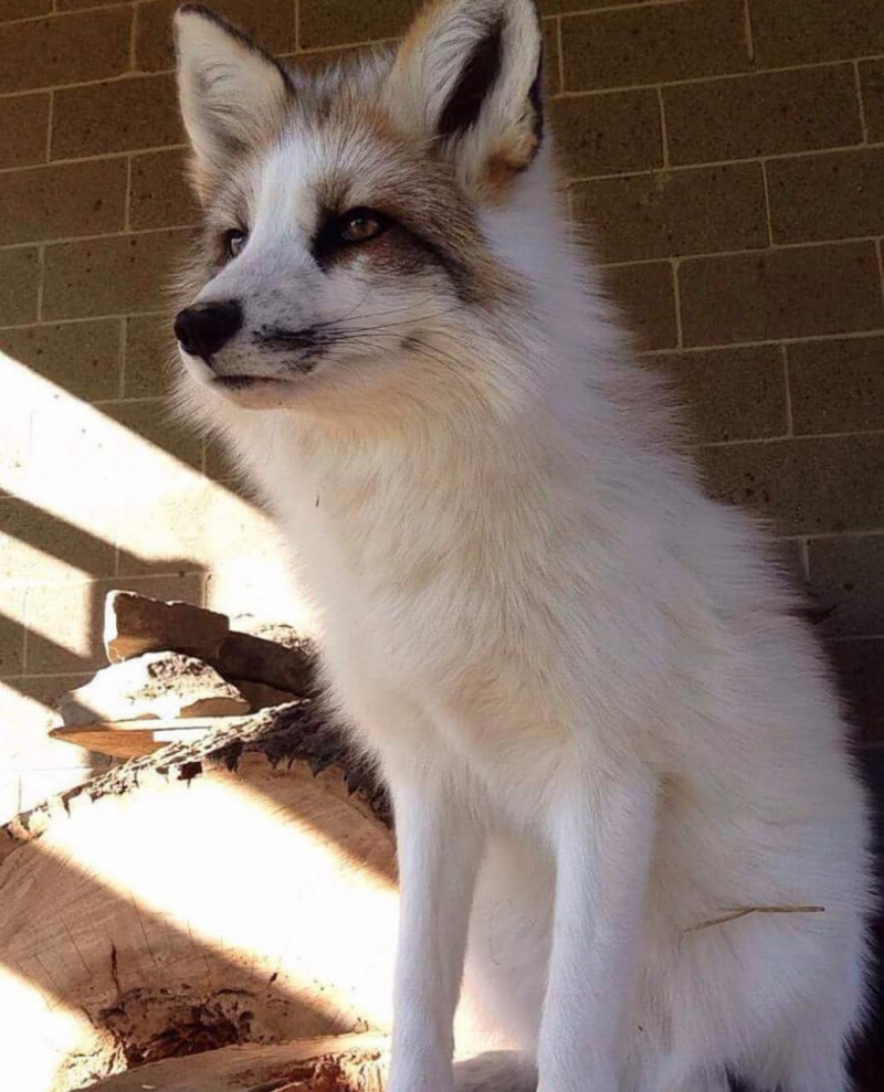Мраморная лиса (Marble Fox)