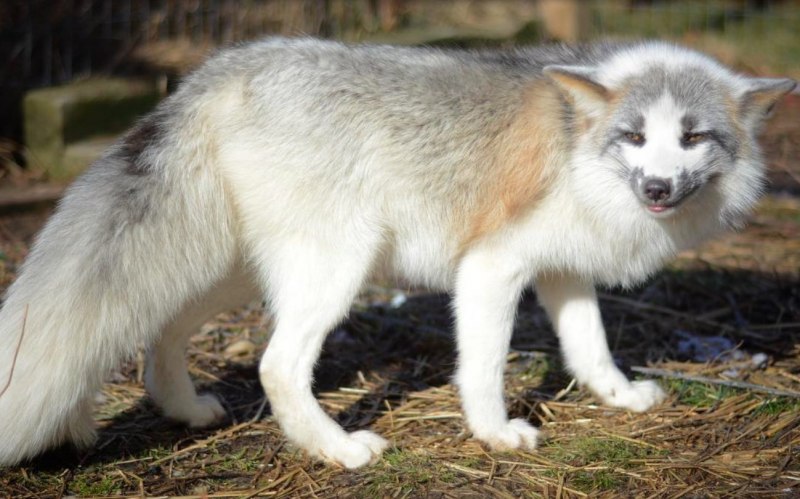 Мраморная лиса (Marble Fox)