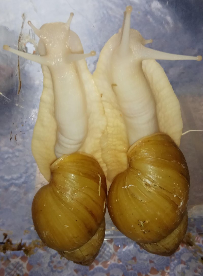 Фулика альбино улитка