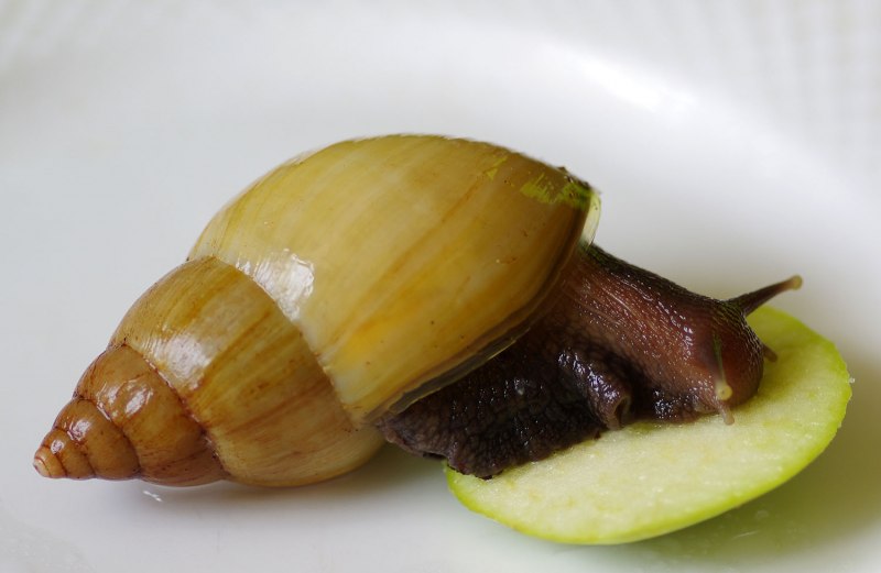 Улитка ахатина фулика (Achatina Fulica)