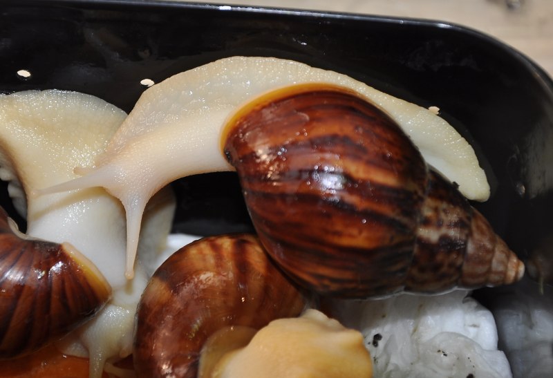 Ахатина Fulica hamillei