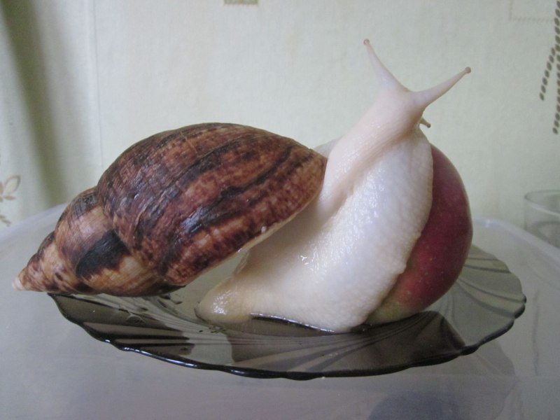Кокосовые улитки крупные
