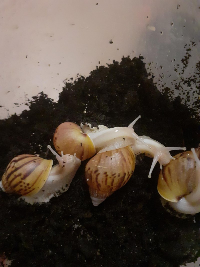 Ахатина гигантская Achatina Fulica