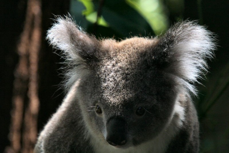 Коала самец