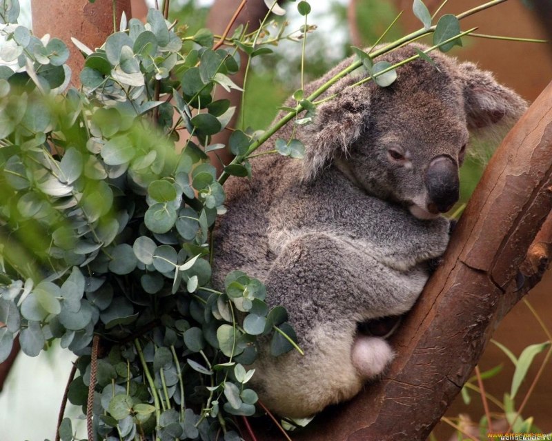 Коала ареал