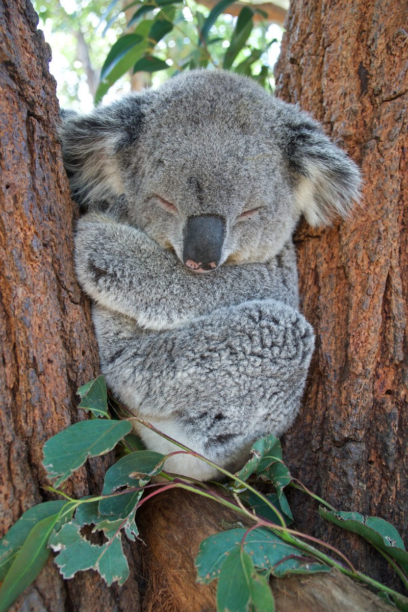 Коала на эвкалипте