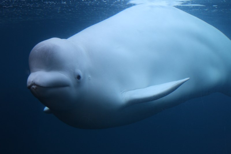 Косатка Orcinus Orca
