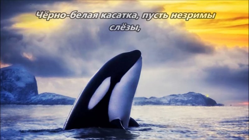 Касатка это кит или акула