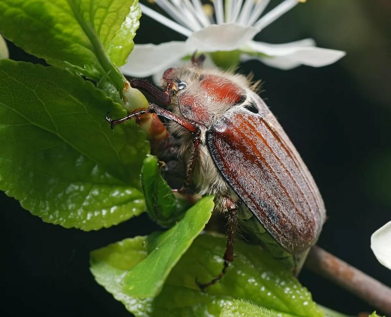 Жук Lamprima adolphinae в