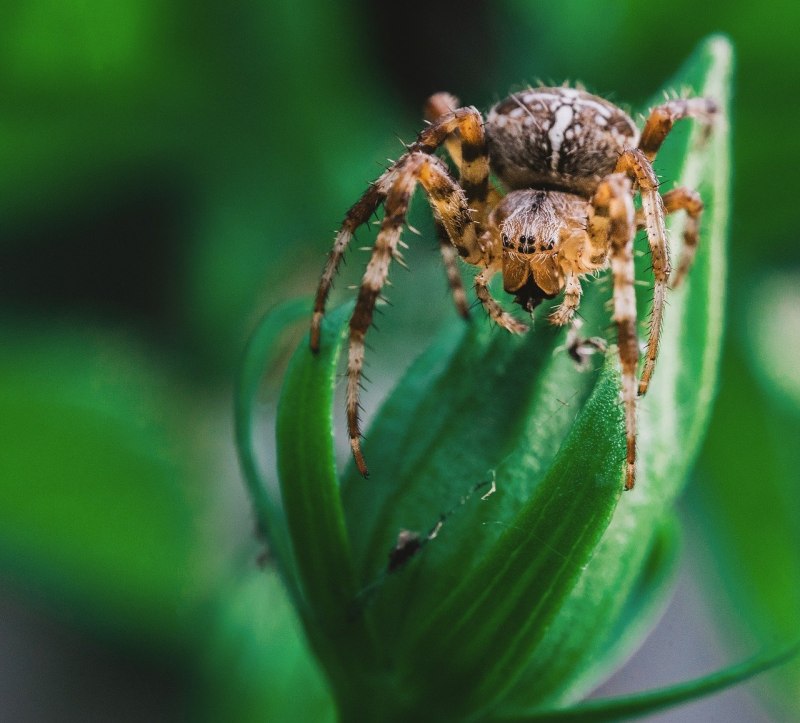 Opiliones черный с двумя точками