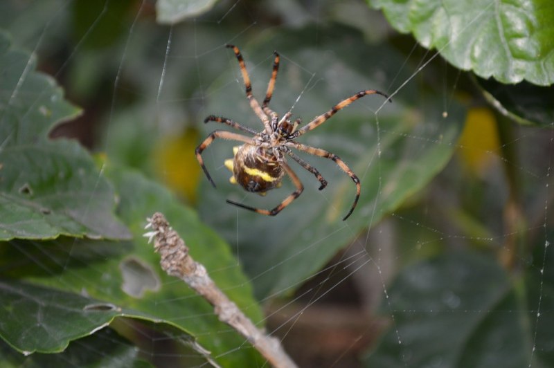Пауки Nephila clavata