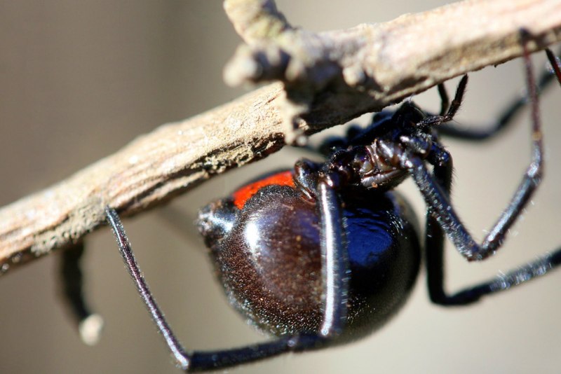 Ostearius melanopygius паук