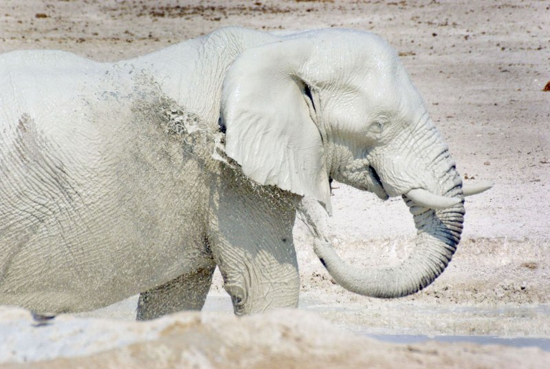 Белый слон White Elephant 2022