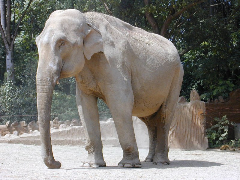 Elephas naumanni