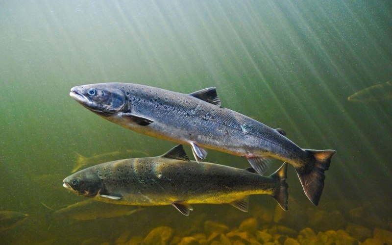 Атлантический лосось Salmo Salar