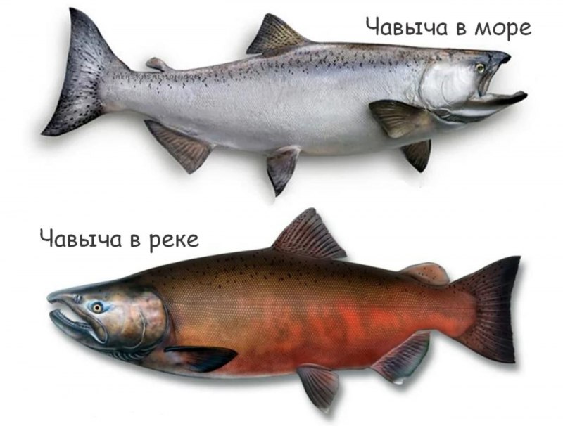 Чавыча рыба
