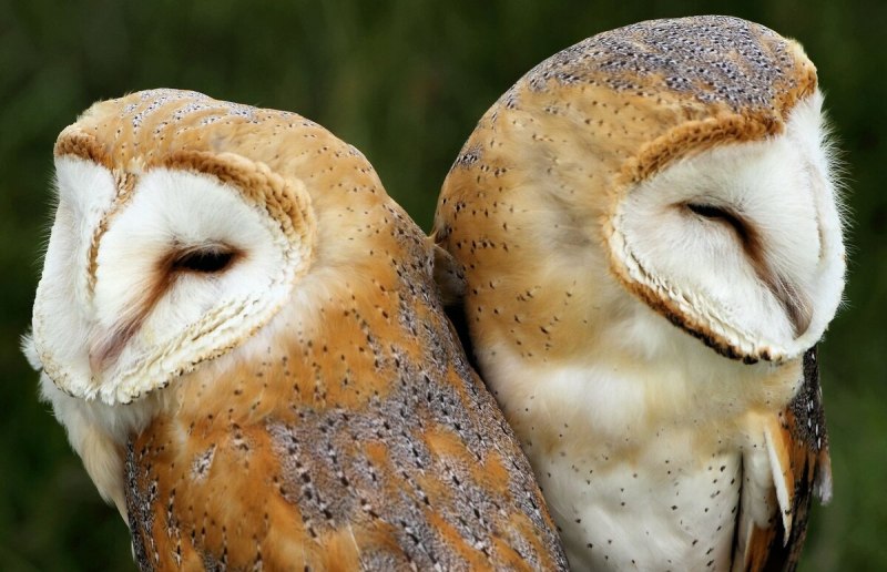 Barn Owl vs Hawk