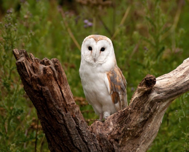 Barn Owl man