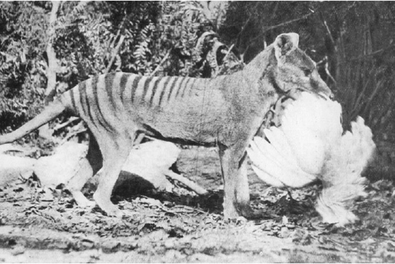 Последний сумчатый волк пойманный в 1933
