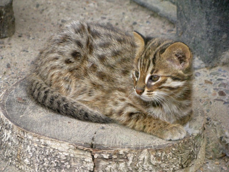 Дальневосточный Амурский Лесной кот
