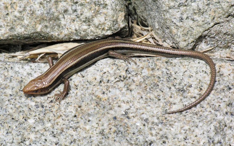 Сойка garrulus glandarius