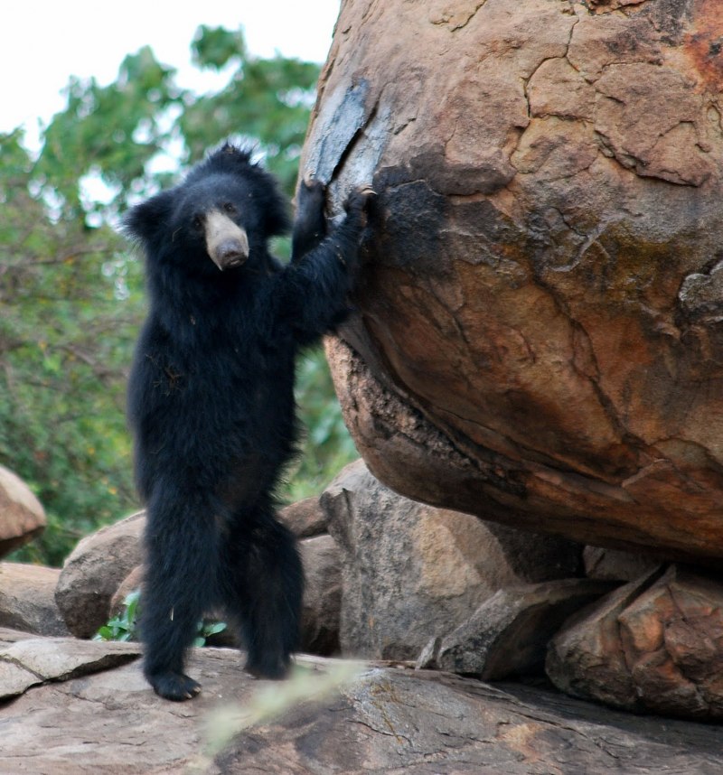Ursus thibetanus ussuricus