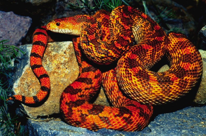 Bothrophthalmus lineatus