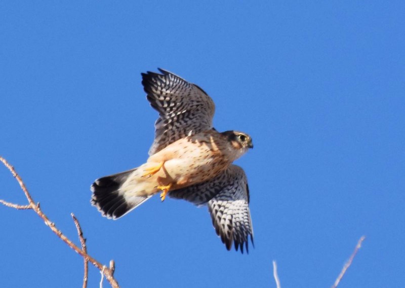 Дербник (Falco columbarius)