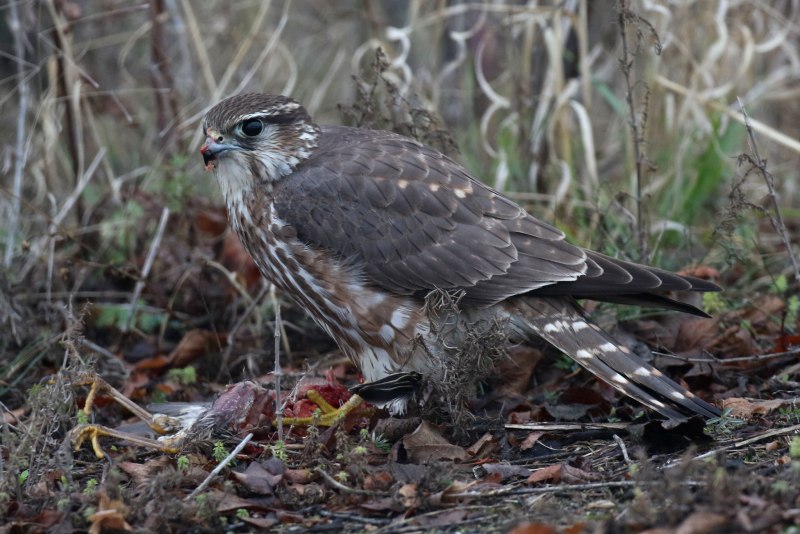 Falco columbarius