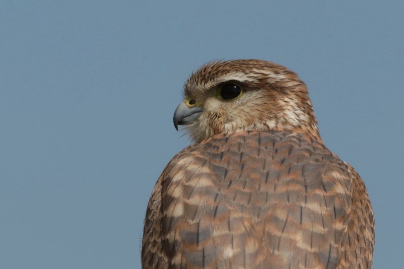 Дербник Falco columbarius Linnaeus