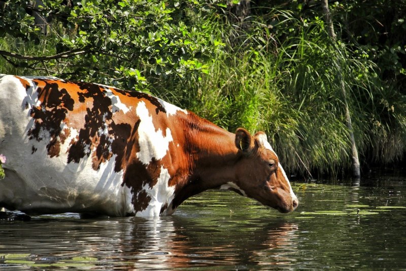 Корова в воде